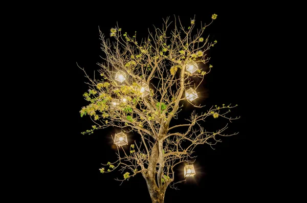 Lanterns hanging from tree — Stock Photo, Image