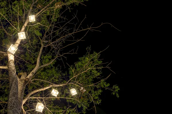 Lanterns hanging from tree — Stock Photo, Image
