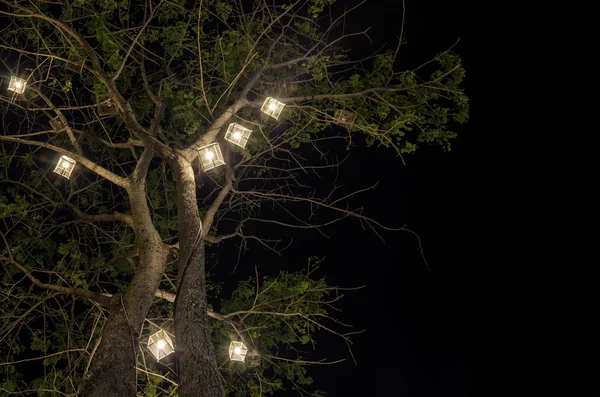 Lanterns hanging from tree — Stock Photo, Image