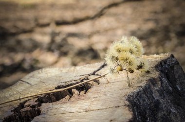 Güdük yabani otlar çiçek