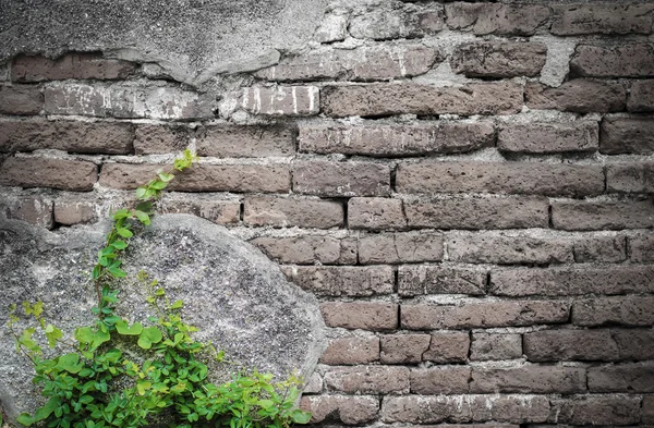古代のレンガの壁と小さな木 — ストック写真