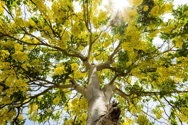 Goldener Duschbaum — Stockfoto
