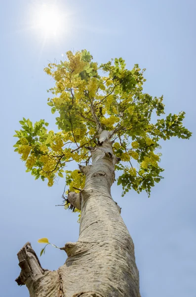 Goldener Duschbaum — Stockfoto