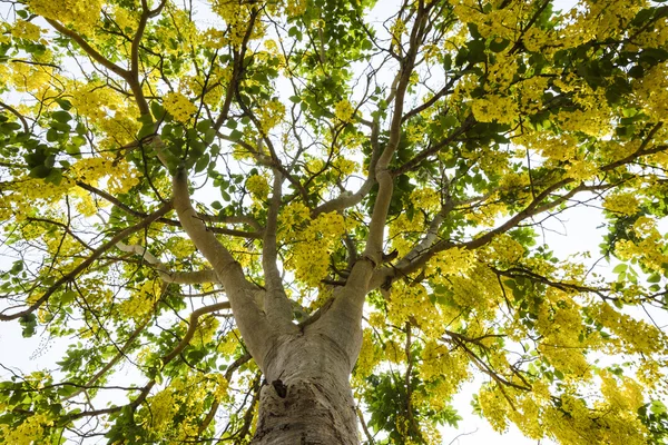 Golden shower tree — Stock Photo, Image