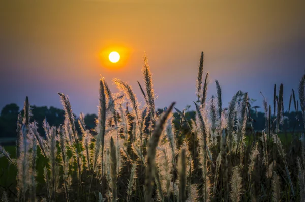 Hierbas silvestres al atardecer —  Fotos de Stock