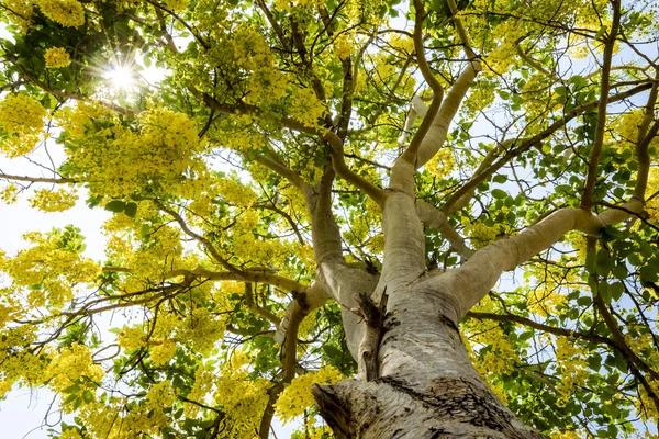 Árbol de ducha dorado — Foto de Stock