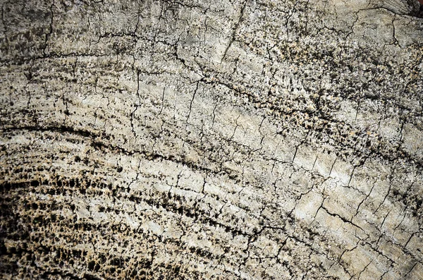 Texture of stump — Stock Photo, Image