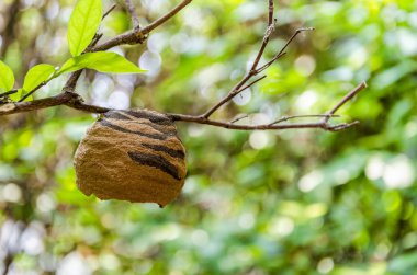 eşekarısı yuvası