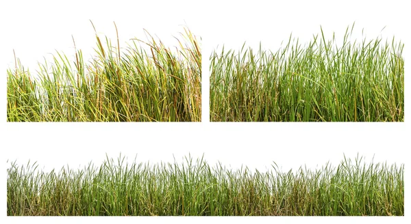 Дикие травы — стоковое фото