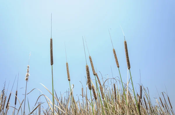 Cattail 푸른 하늘 — 스톡 사진