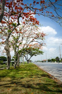 bir yol yanında güzel ağaç
