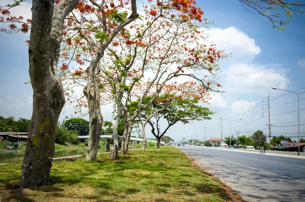 Beautiful tree beside a road — Stock Photo, Image