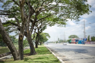 bir yol yanında güzel ağaç