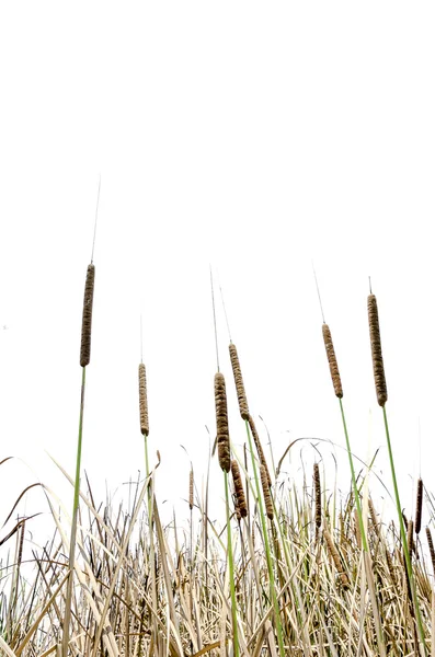 Cattail e céu azul — Fotografia de Stock