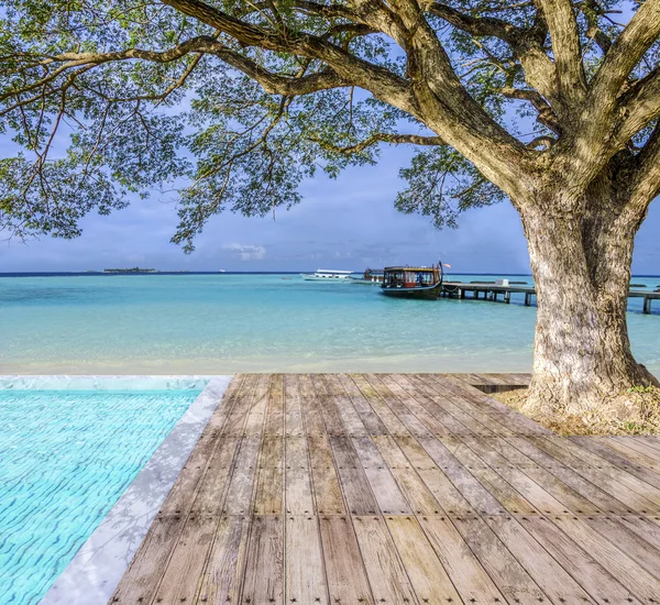 Grande albero sulla spiaggia — Foto Stock