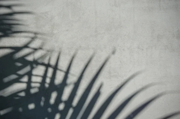 Palm leaf skugga på väggen — Stockfoto