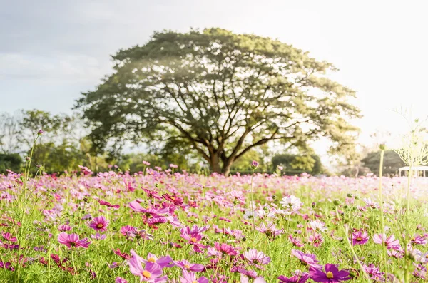 Color pink flower field