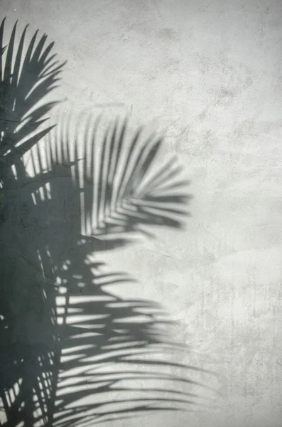 Palm leaf shadow on the wall — Stock Photo, Image