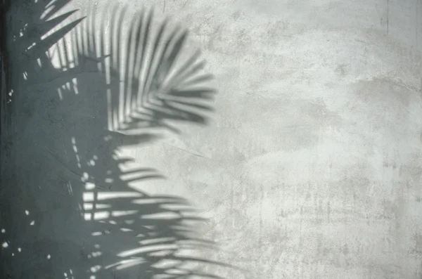 Ombre de feuille de palmier sur le mur — Photo