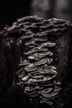 Grifola frondosa mantarı sonbaharın sonlarında ince kar tabakasıyla kaplıdır.