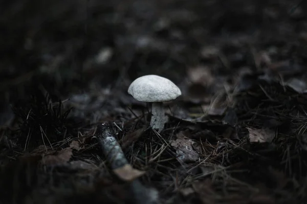 Leccinum Holopus Bílá Houba Lese — Stock fotografie