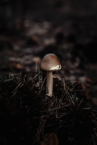 Divoké Houby Zvedající Půdu Lese — Stock fotografie