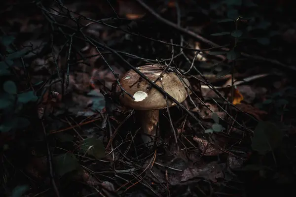 Divoce Hnědé Houby Zvedající Větvičky Větve — Stock fotografie