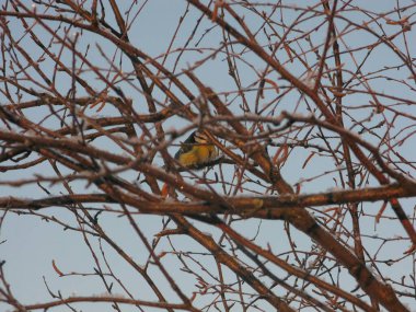 Güneşli bir kış sabahında, dalların arkasındaki Parus kuşu.