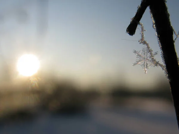 Wunderbare Einzelne Schneeflocke Auf Einem Ast Bei Sonnenuntergang — Stockfoto