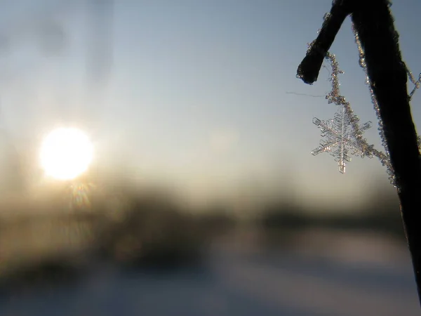 Maravilhoso Floco Neve Único Ramo Pôr Sol — Fotografia de Stock