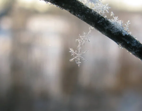 Wonderful Transparent Snowflake Hanging Branch Covered Ice Crystals — Stock Photo, Image