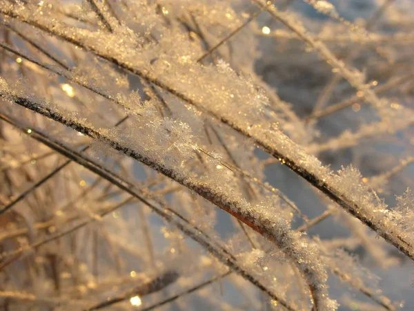 Grama Seca Coberta Com Cristais Neve Brilhando Sol Inverno — Fotografia de Stock