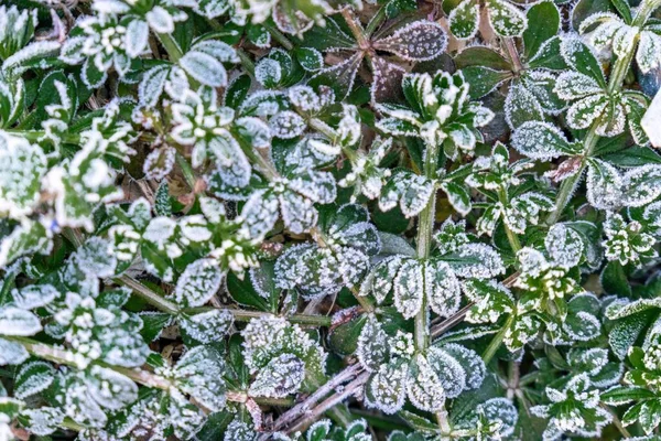 Selective focus. First frost on a frozen field plants, late autumn close-up. Beautiful abstract frozen microcosmos pattern. Freezing weather frost action in nature. Floral backdrop.