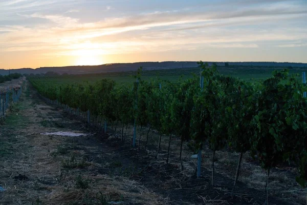 Ripe blue grapes growing in vineyard at sunset time, selective focus. Vineyards grape at sunset in autumn harvest. Winemaking concept. Beautiful grapes ready for harvest. Golden evening light.