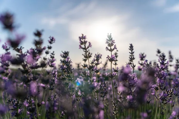 Close up Lavender flower blooming scented fields in endless rows on sunset. Selective focus on Bushes of lavender purple aromatic flowers at lavender fields Abstract blur for background.