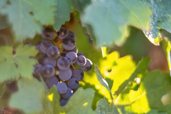 Ripe blue grapes growing in vineyard at sunset time, selective focus. Vineyards grape at sunset in autumn harvest. Winemaking concept. Beautiful grapes ready for harvest. Golden evening light.