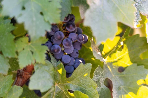 Ripe blue grapes growing in vineyard at sunset time, selective focus. Vineyards grape at sunset in autumn harvest. Winemaking concept. Beautiful grapes ready for harvest. Golden evening light.