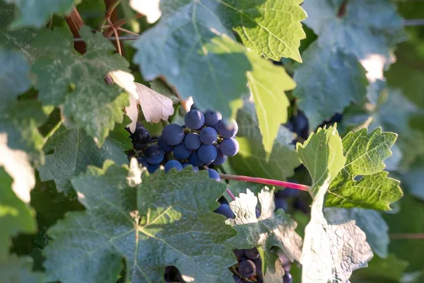 Ripe blue grapes growing in vineyard at sunset time, selective focus. Vineyards grape at sunset in autumn harvest. Winemaking concept. Beautiful grapes ready for harvest. Golden evening light.