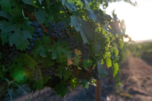 Ripe blue grapes growing in vineyard at sunset time, selective focus. Vineyards grape at sunset in autumn harvest. Winemaking concept. Beautiful grapes ready for harvest. Golden evening light.