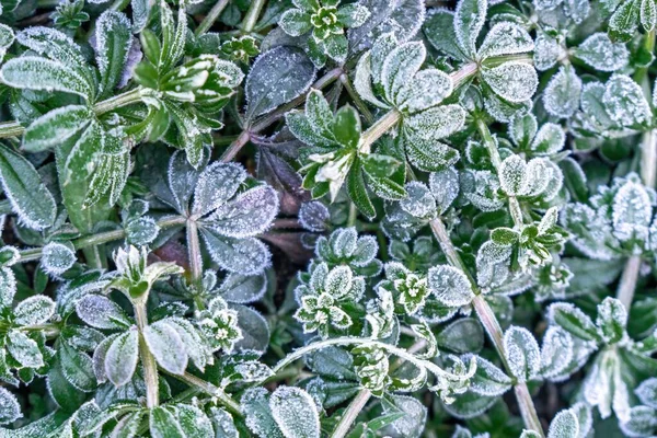 Selective focus. First frost on a frozen field plants, late autumn close-up. Beautiful abstract frozen microcosmos pattern. Freezing weather frost action in nature. Floral backdrop.