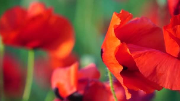 Large Field with red poppies and green grass at sunset. Beautiful field scarlet poppies flowers with selective focus. Red poppies in soft light. Glade of red poppies. Soft focus blur. Papaver sp. — Stock Video