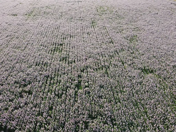 Aerial view. Field of Clary sage - Salvia Sclarea in bloom, cultivated to extract the essential oil and honey. Field with blossom sage plants during golden sunset, relaxing nature view.