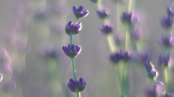 Fondo de primavera flor de lavanda con hermosos colores púrpura y luces  bokeh. Lavanda floreciente en un campo al atardecer en Provenza, Francia.  De cerca. Enfoque selectivo — Vídeo de stock ©