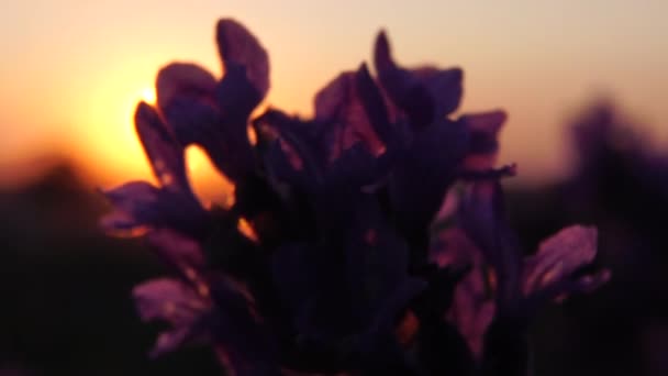 Levandule květinové jarní pozadí s krásnými fialovými barvami a bokeh světla. Kvetoucí levandule na poli při západu slunce v Provence ve Francii. Zavřít. Selektivní soustředění. Zpomalený pohyb.