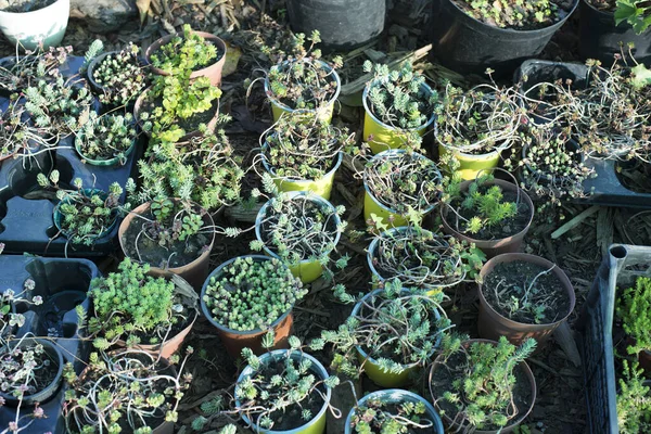 Nombreux Succulents Verts Dans Des Pots Bruns — Photo