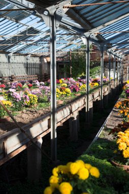 Kahverengi tencerelerde bir sürü yeşil sulu