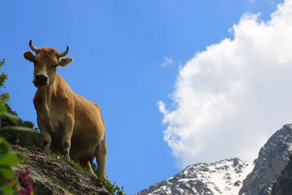 山の中のオレンジ色の牛 — ストック写真
