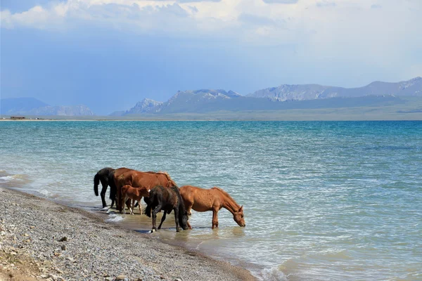 Los caballos beben del lago —  Fotos de Stock