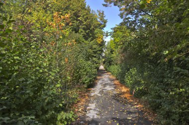 patika sonbahar Park