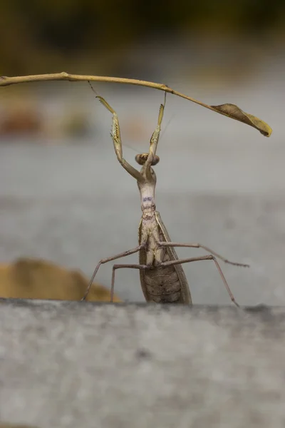 Mantis de oração — Fotografia de Stock